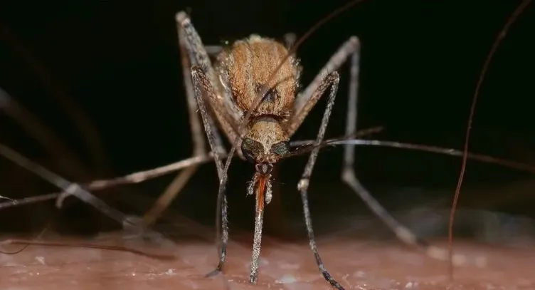 SP confirma dois primeiros casos de Febre do Nilo Ocidental em humanos no estado