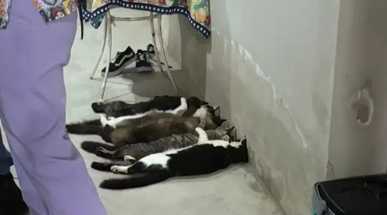 Sangue de gatos era vendido por até R$ 800 após coletas clandestinas 