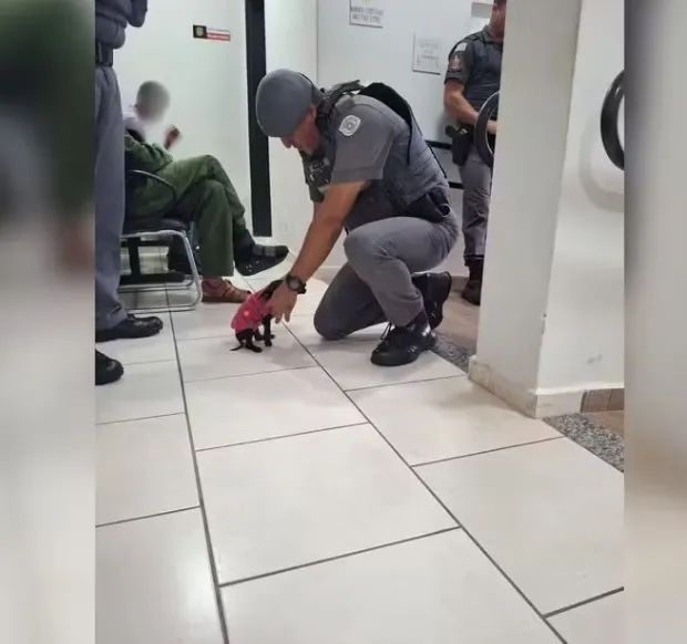 Homem arremessa cachorra filhote dentro de fonte de água em praça no interior de SP