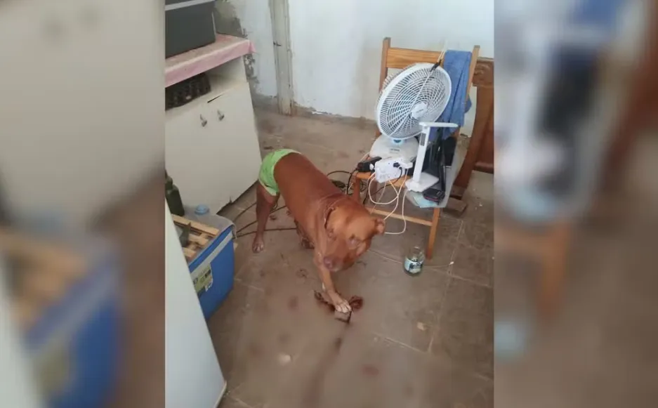 'Me deu soco no rosto', diz idoso salvo por pitbull ao ser agredido pelo filho