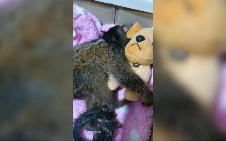 Motorista de ambulância resgata sagui ferido em rodovia no interior de SP: 'Acostumada a socorrer'