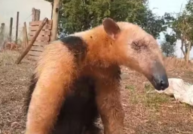 Tamanduá-mirim é resgatado após ser atacado por cachorros em Castilho