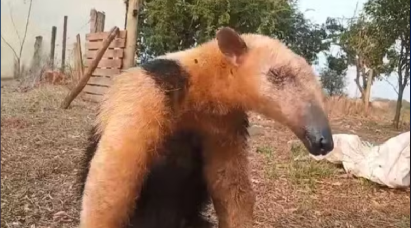 Tamanduá-mirim é resgatado após ser atacado por cachorros em Castilho